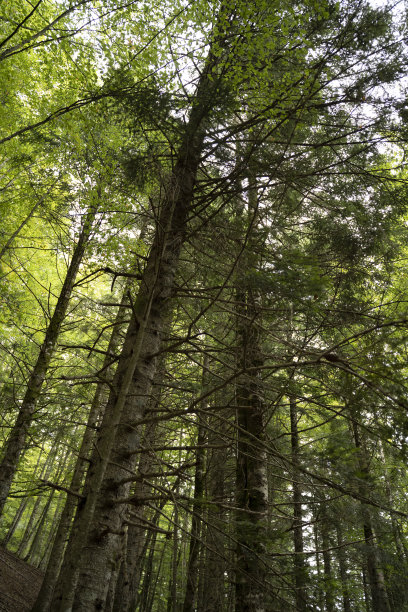 西班牙巴斯克地区秋天的森林景观图片下载