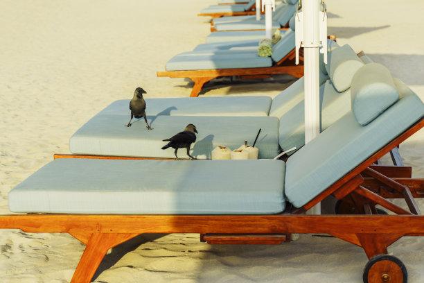 两只黑鸟栖息在海滩的空躺椅上，假日季结束图片下载