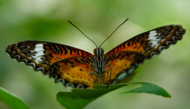 蝴蝶准备猛扑图片下载