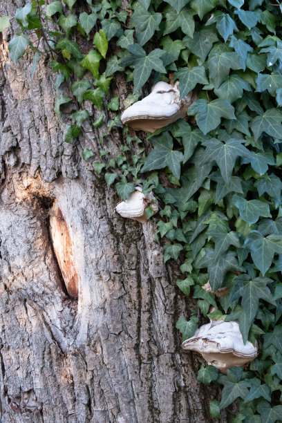 生长在树旁的蘑菇。图片下载
