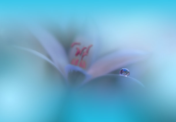 美丽宁静的自然背景。微距拍摄奇妙的春天花朵。艺术设计。近距离摄影。概念抽象的照片。幻想的艺术。创意艺术墙纸。蓝色Color.Colorful,颜色,工厂。水drop.Romantic,爱。绿松石的颜色。图片下载