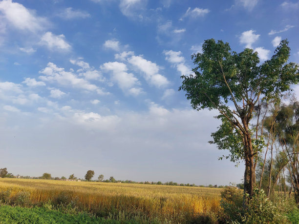 埃及乡村的树木、绿植和云朵艺术画图片下载