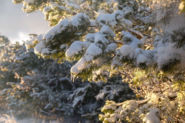 雪云杉冰柱。冬天的自然背景。图片下载