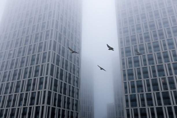 在一个雾蒙蒙的秋日早晨，一只鸟儿在现代化的高楼间飞翔。城市设计背景。图片下载