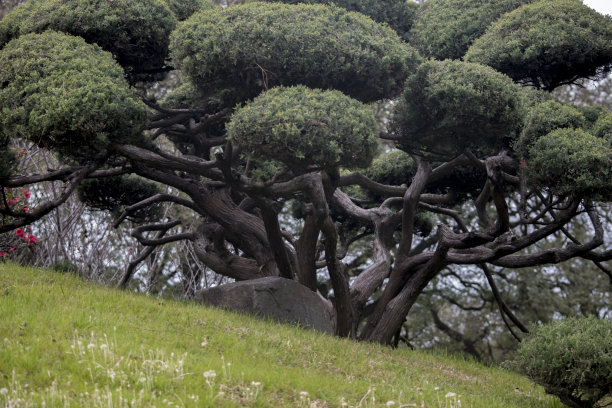 日本花园的树木。盆景图片下载