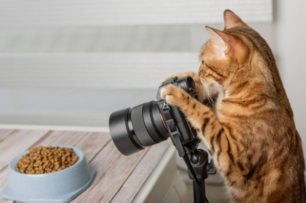 家庭猫粮摄影师拍摄食物。图片下载