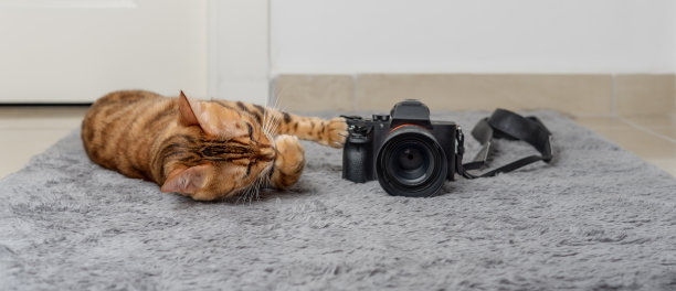 一只孟加拉猫躺在地毯上的相机旁边。图片下载