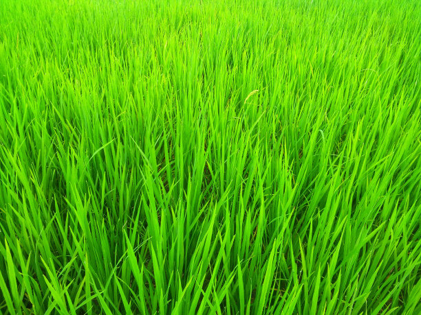 田野里大片的水稻看起来很新鲜图片下载