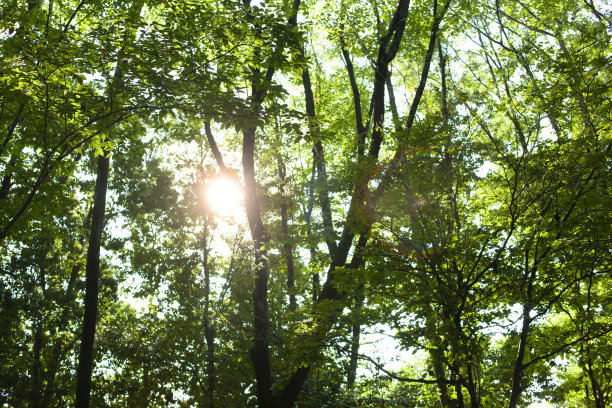 阳光森林图片下载