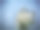 佛罗里达礁岛珊瑚礁上的灰色天使鱼的特写图片下载