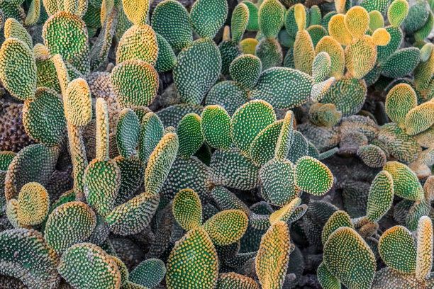 圆点仙人掌或仙人掌茎的自然纹理，带有黄色的齿状突起图片下载