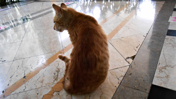 黄色Cat12特写图片下载