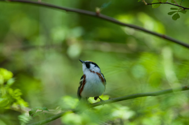 近距离观察栗面莺图片下载