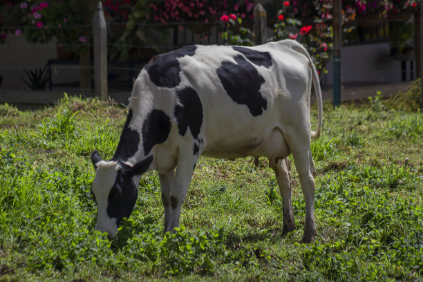 夏季牧场上的奶牛图片下载