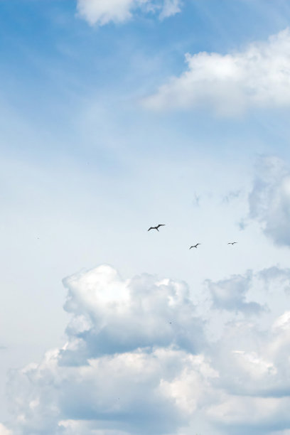 鸟儿在美丽的天空中飞翔图片下载