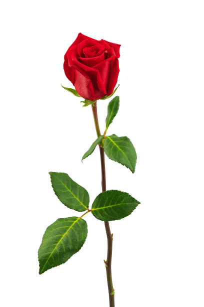 一朵盛开的红玫瑰，绿叶，孤立地映在白色的背景上图片下载