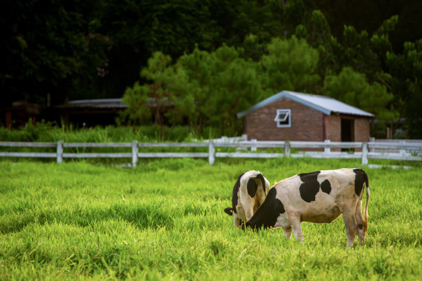 绿色田野上的奶牛图片下载