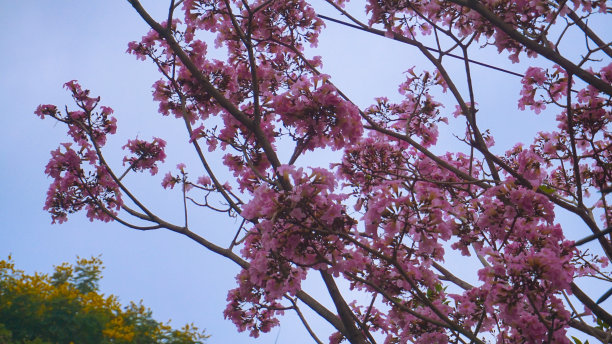 粉色的花，Chompoopantip或Tabebuya或Tabebuia图片下载