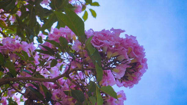粉色的花，Chompoopantip或Tabebuya或Tabebuia图片下载