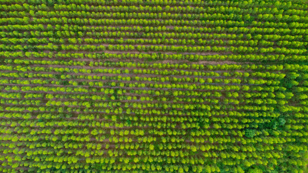 泰国桉树种植园的鸟瞰图。无人机航拍。图片下载
