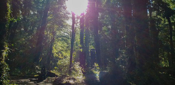 Huerquehue魔法森林图片下载