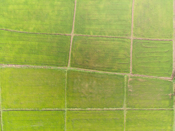 绿色稻田的照片无人机航拍。亚洲稻田种植时期的格局。图片下载