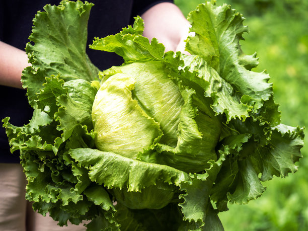 手里拿着一卷卷卷的卷心菜。收获理念，自然有机农业。图片下载