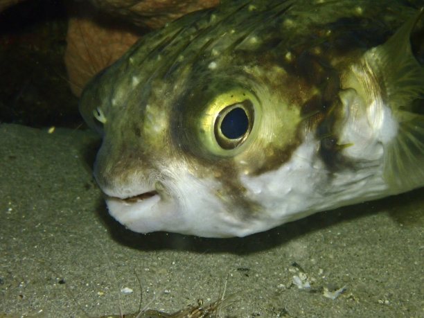 河豚鱼的脸图片下载