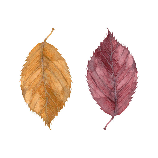 深红色和橙色水彩叶子。手绘的贺卡，请柬和室内装饰。的插图图片下载