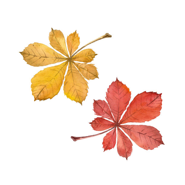 水彩画秋红黄马栗子叶。独立手绘插图图片下载