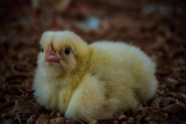 智能养殖中的小鸡图片下载