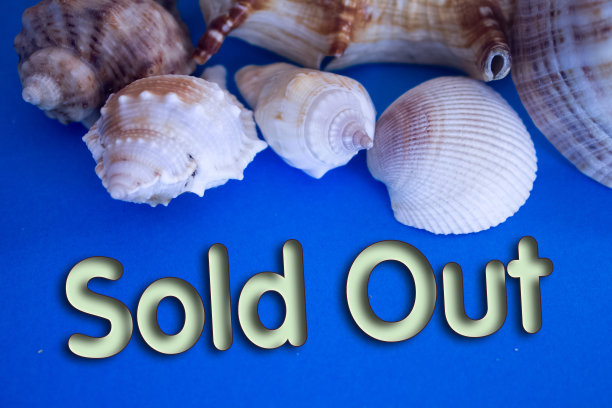 动物壳，暑假，海洋背景与售罄的文字。图片下载