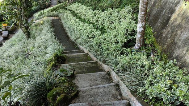 公园里的绿叶图片下载