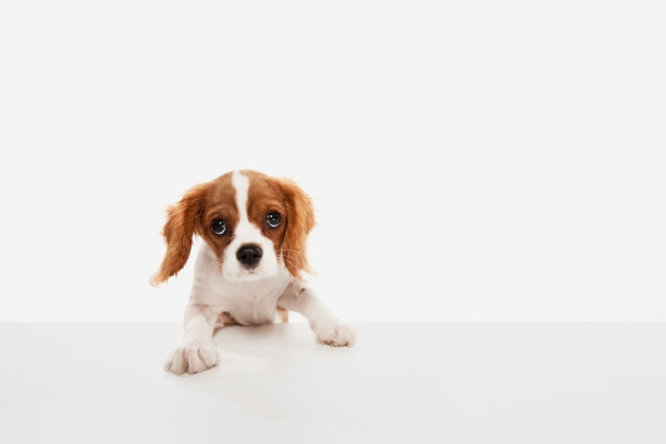 骑士国王查尔斯猎犬的可爱狗的肖像孤立在白色的工作室背景。大眼睛图片下载