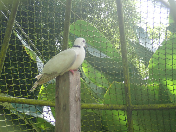 动物园鸟笼里的鸟图片下载