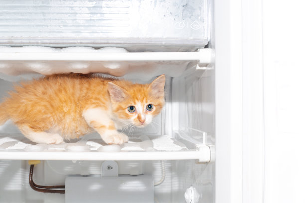 冰箱架子上的姜黄色小猫。给冰箱除霜，做家务图片下载