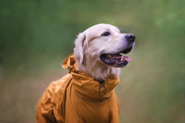 秋天树林里的一只狗。穿着黄色雨衣的金毛猎犬在公园里散步。照顾宠物的概念。图片下载
