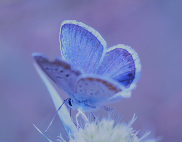 一朵野花上的一只蓝色小蝴蝶。昆虫在自然界中。图片下载