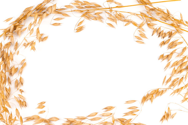 白色背景特写上孤立的燕麦穗或穗图片下载