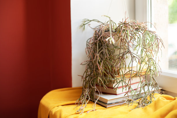 绿色的盆栽，放在房间窗台上。房间的装饰很舒适。家庭园艺的概念。在家里的一堆书上种植盆栽。斯堪的那维亚。文本的地方图片下载