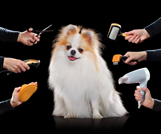 博美犬正在接受美容美容程序图片下载