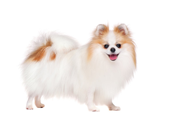 侧视图全长图片的长毛狗图片下载