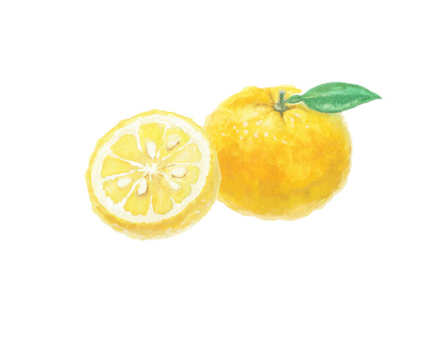 用水彩画的柚子插图图片下载