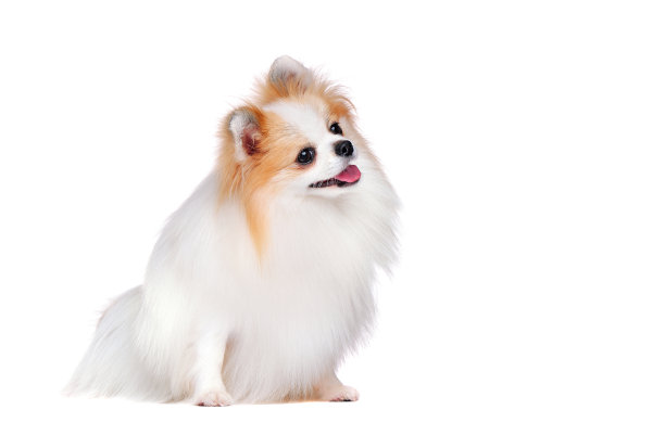 好奇的斯皮兹在看复印区图片下载