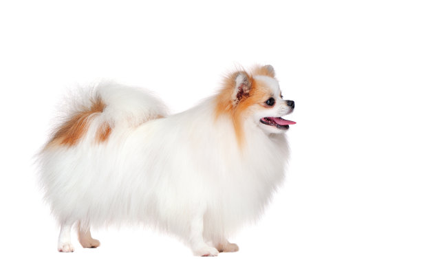 一个站在白色背景下喷水的头像图片下载