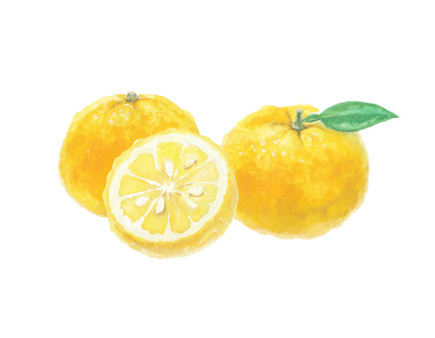 用水彩画的柚子插图图片下载
