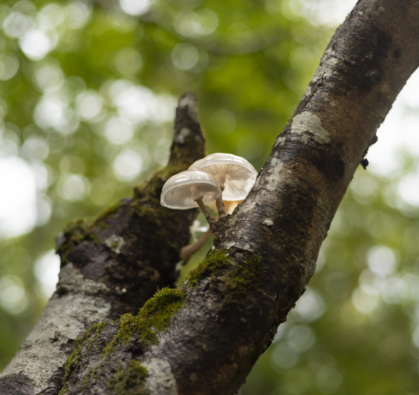 生长在森林山毛榉树上的瓷蘑菇图片下载