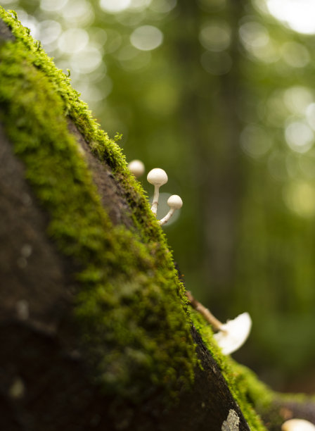 生长在森林山毛榉树上的瓷蘑菇图片下载