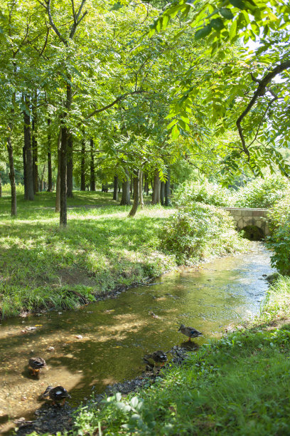 森林小溪图片下载
