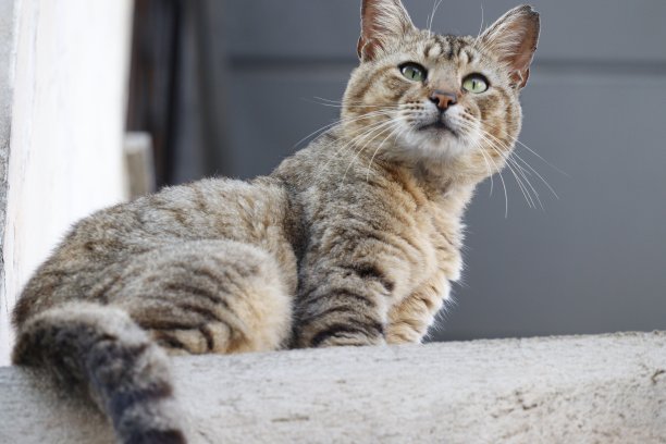 漂亮的猫咪靠近了图片下载